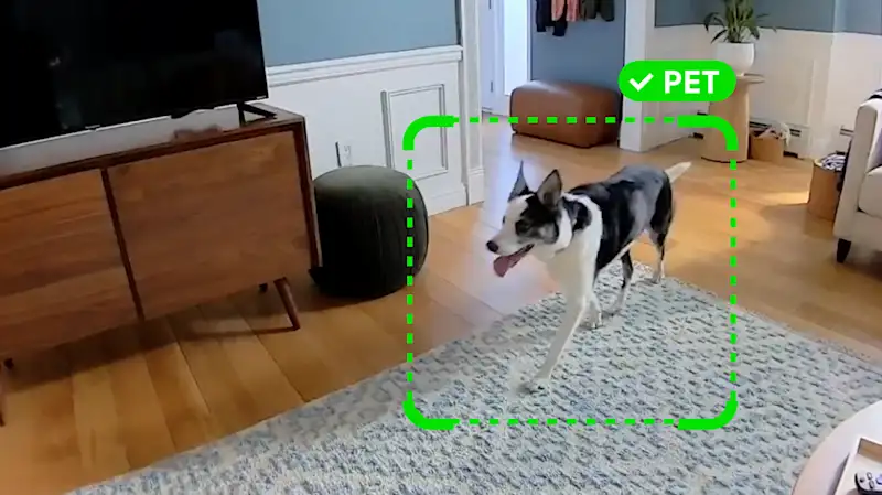 Image of a dog being flagged as a pet during the advanced motion detection feature of the Wireless Indoor Camera.