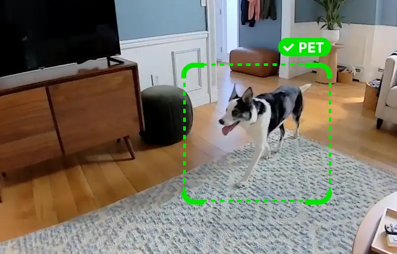Image of a dog being flagged as a pet during the advanced motion detection feature of the Wireless Indoor Camera.