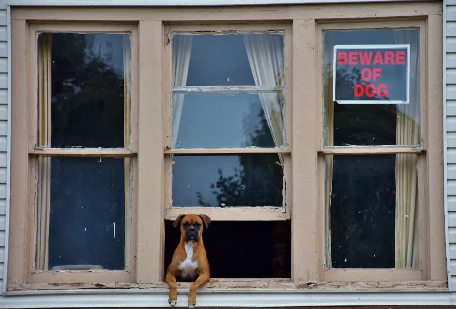 can your dog protect your home
