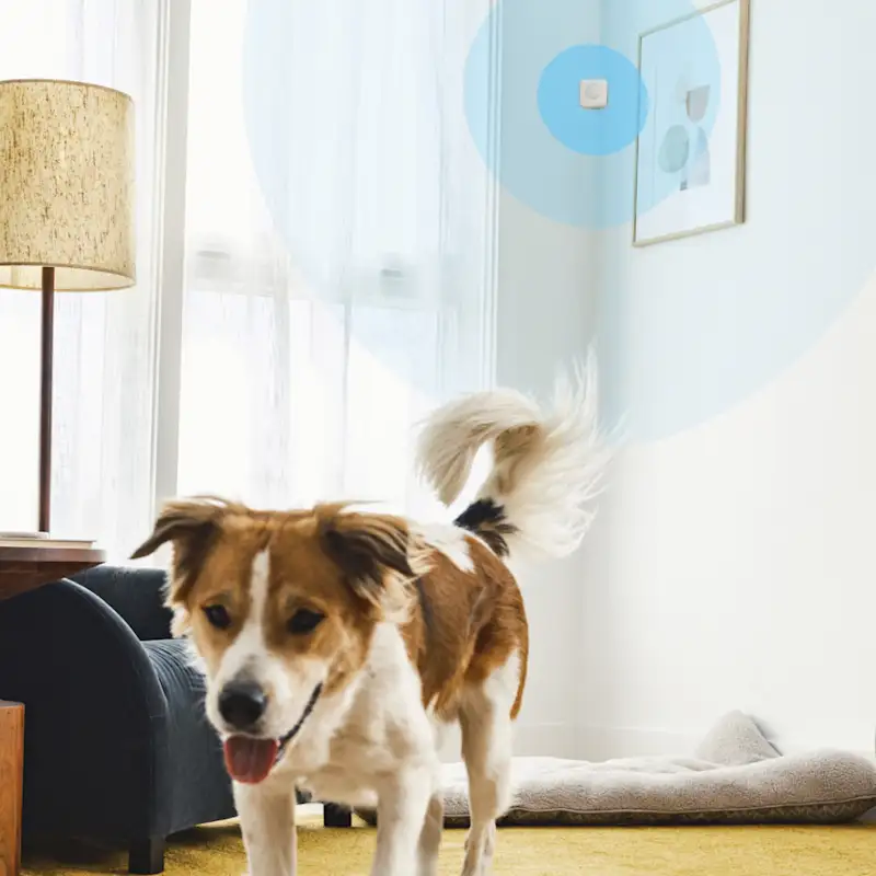 Image of motion sensor mounted to a living room wall as a dog safely passes by