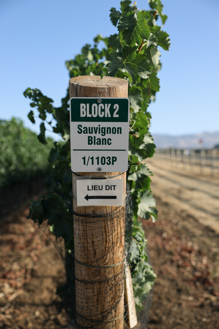 Vineyard sign that reads "Sauvignon Blanc"