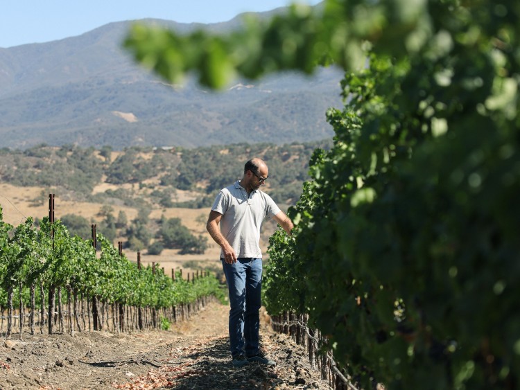 Lieu Dit winemaker in a row of grapevines looking at grapes