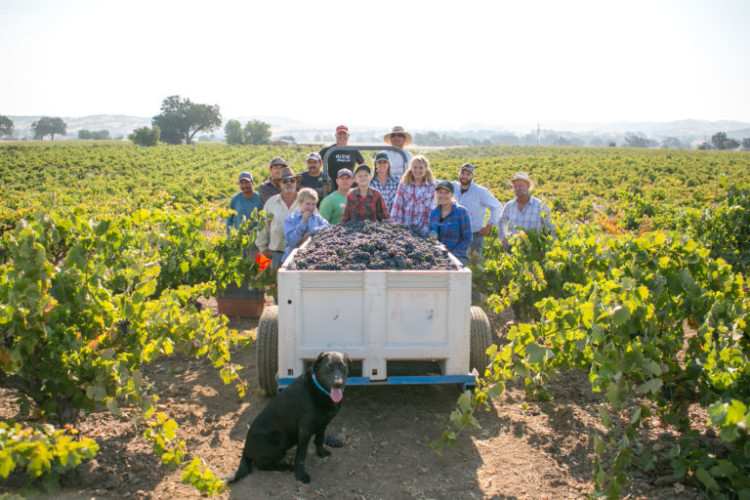 Janell Dusi and her family, harvesting their world class Zin