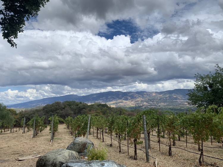 Alta Orsa Winery Vines