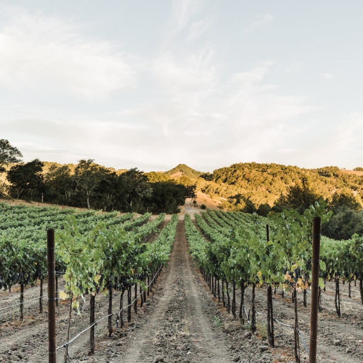 Warnecke Ranch and Vineyard