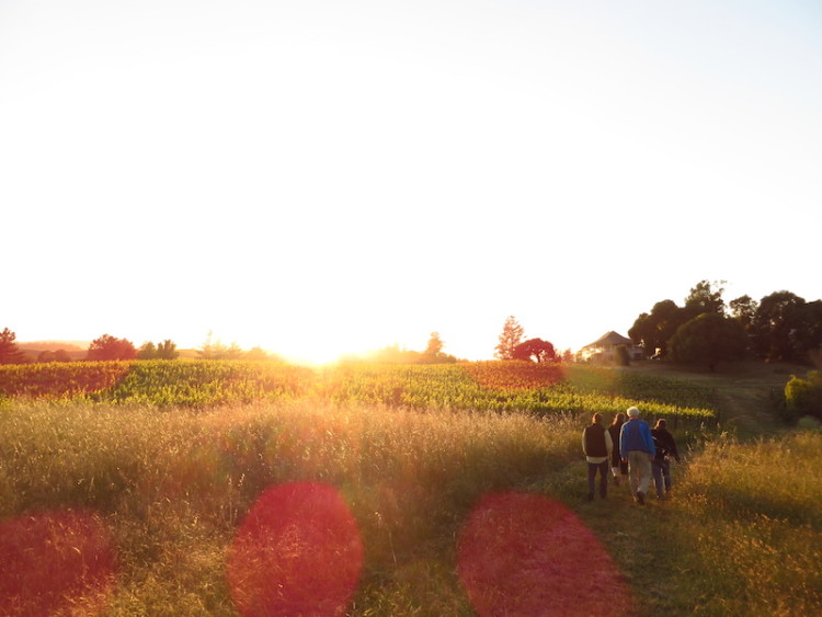 Four people walking away from the camera, with the sun sitting just over the horizon, in a field in Anderson Valley.