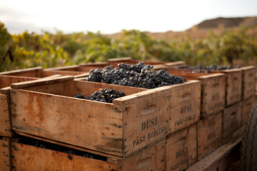 Dusi wine crates full of freshly harvested Zinfandel grapes