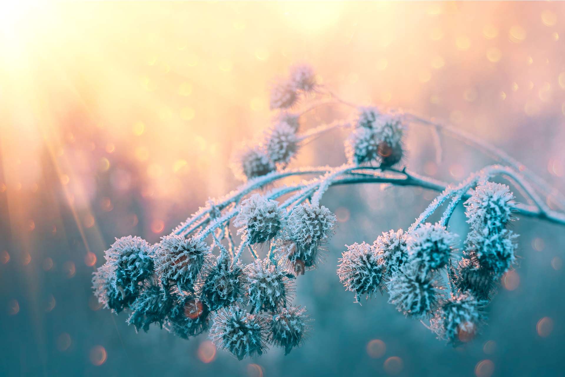 winterharte pflanzen