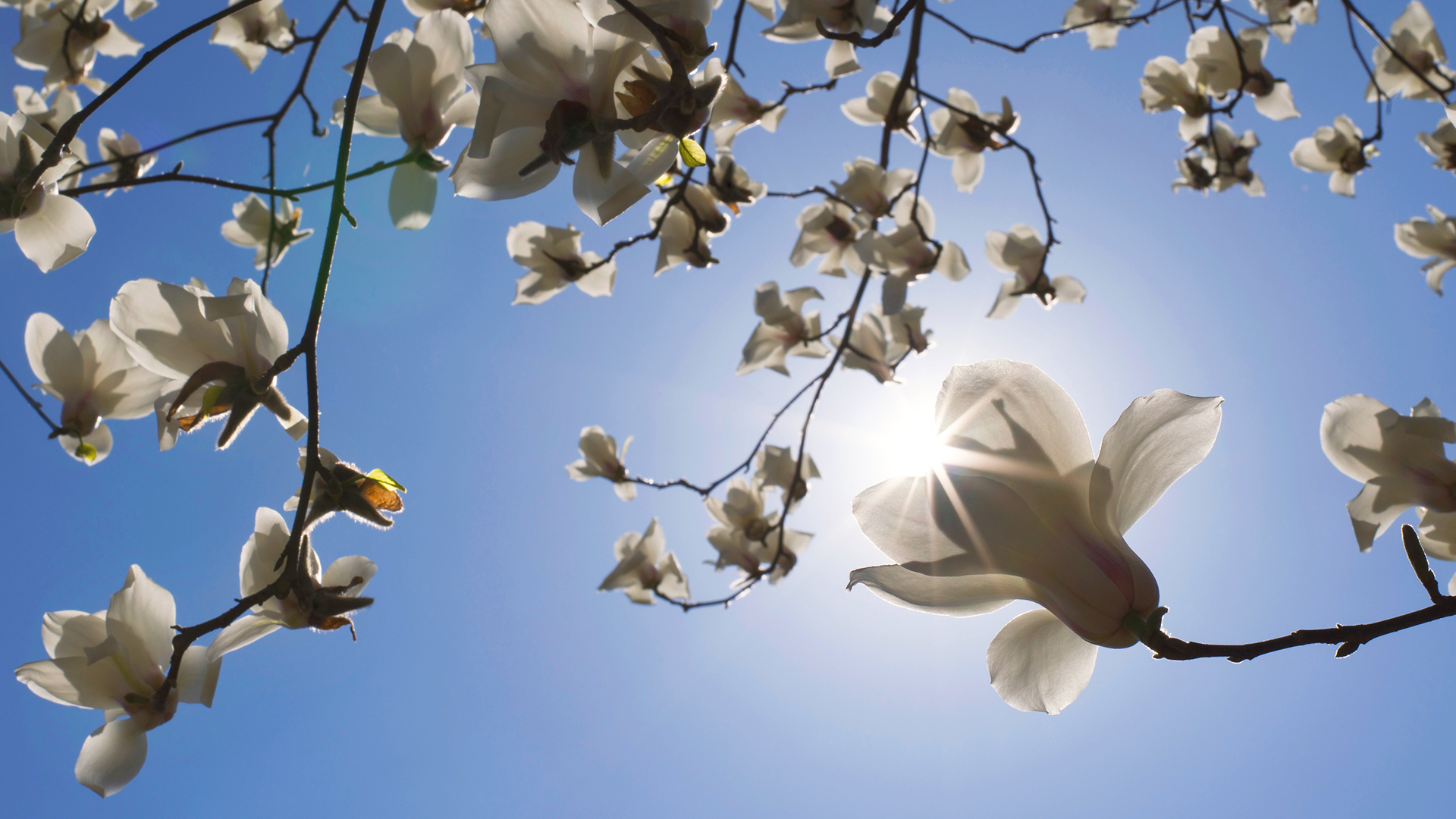 Das Sonnenvitamin, das uns strahlen lässt