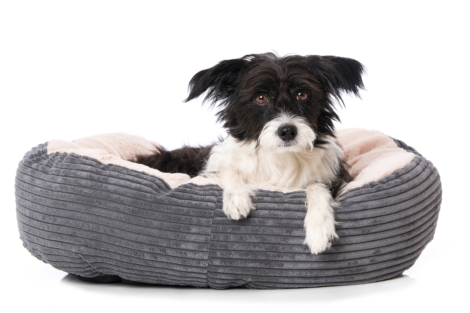 Hundebett: Die beliebtesten Varianten und Kaufberatung