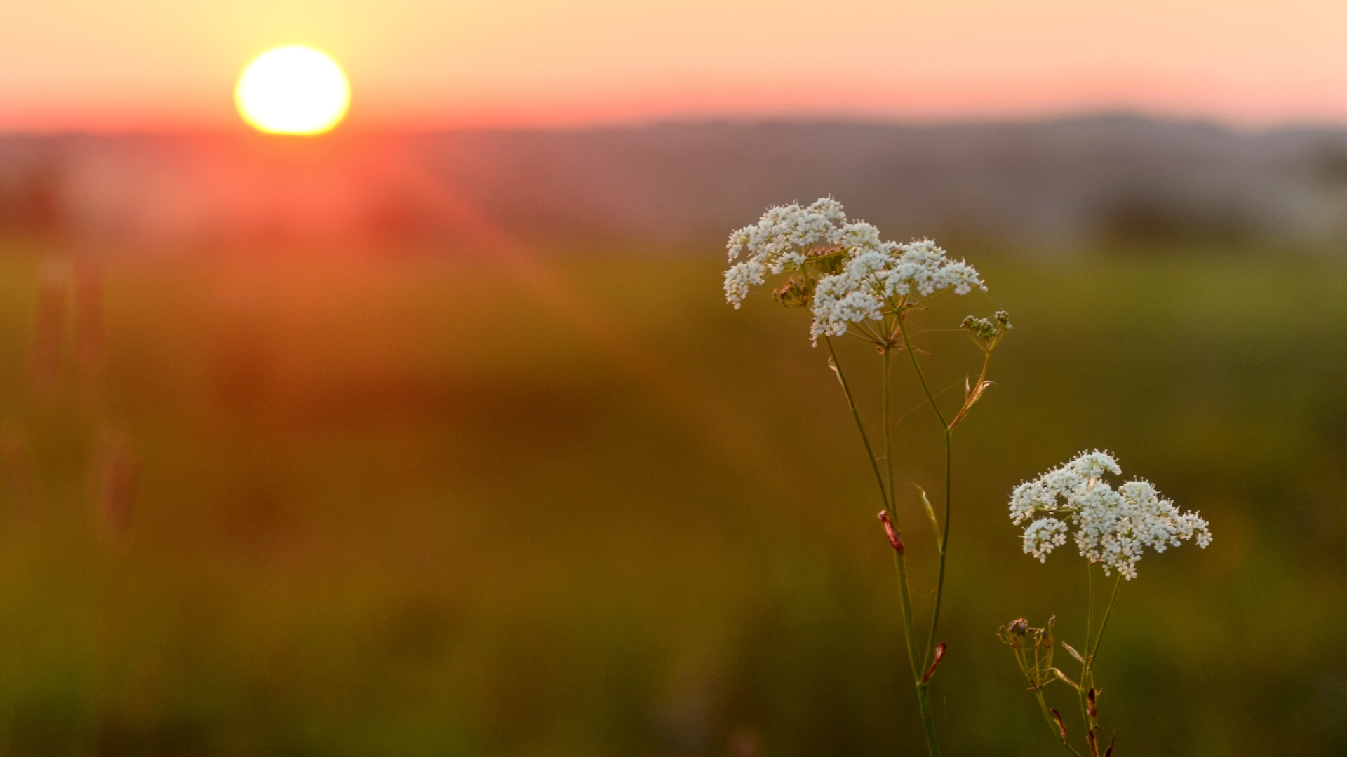 Abnehmen und fit bleiben mit Bitterstoffen