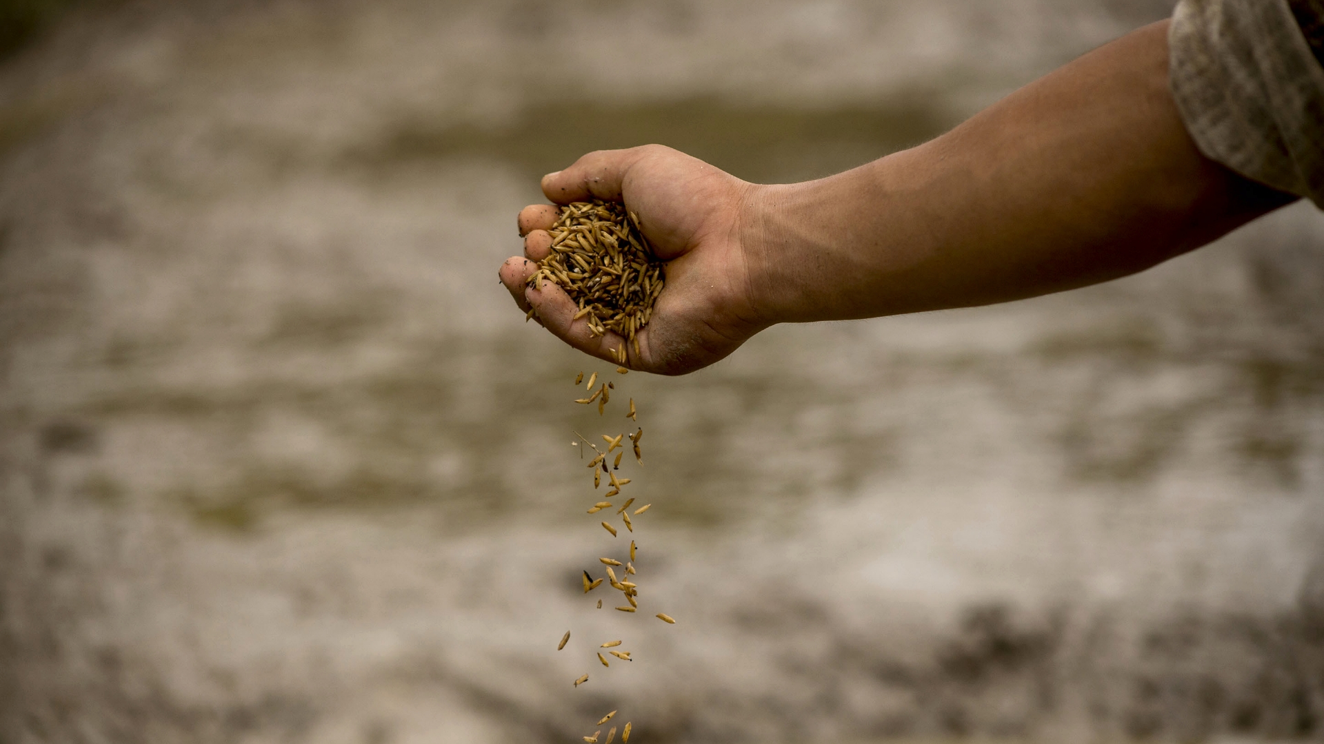 Ballaststoffe bzw. Nahrungsfasern sind wichtig für die Gesundheit und in pflanzlichen Lebensmitteln enhalten. Es wird zwischen wasserlöslichen und wasserunlöslichen Ballaststoffen unterschieden. - Viele pflanzliche Lebensmittel wie Gemüse, Früchte und Vollkorngetreide enthalten die wichtigen Ballaststoffe bzw. Nahrungsfasern, die die Verdauung anregen, den Blutzuckerspiegel senken und sich positiv auf das Sättigungsgefühl auswirken.