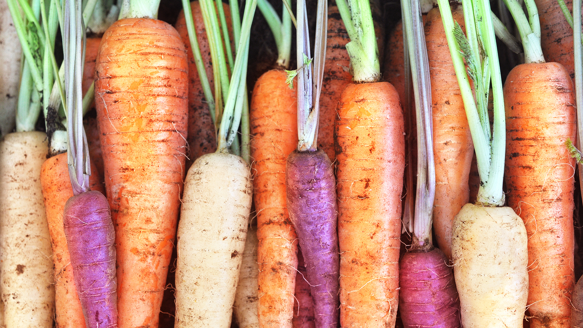 Karotten 🥕 sind gut für die Haut | Äussere Anwendung