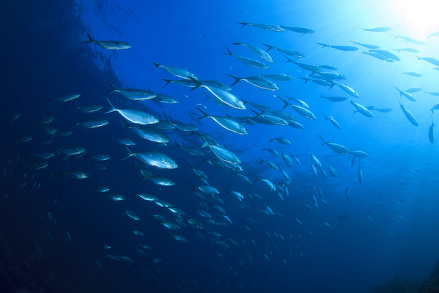 魚油的來源、益處和劑量