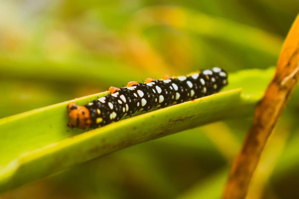 a caterpillar on a plant
