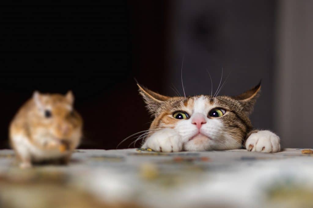 a cat watching a mouse, trying to catch it