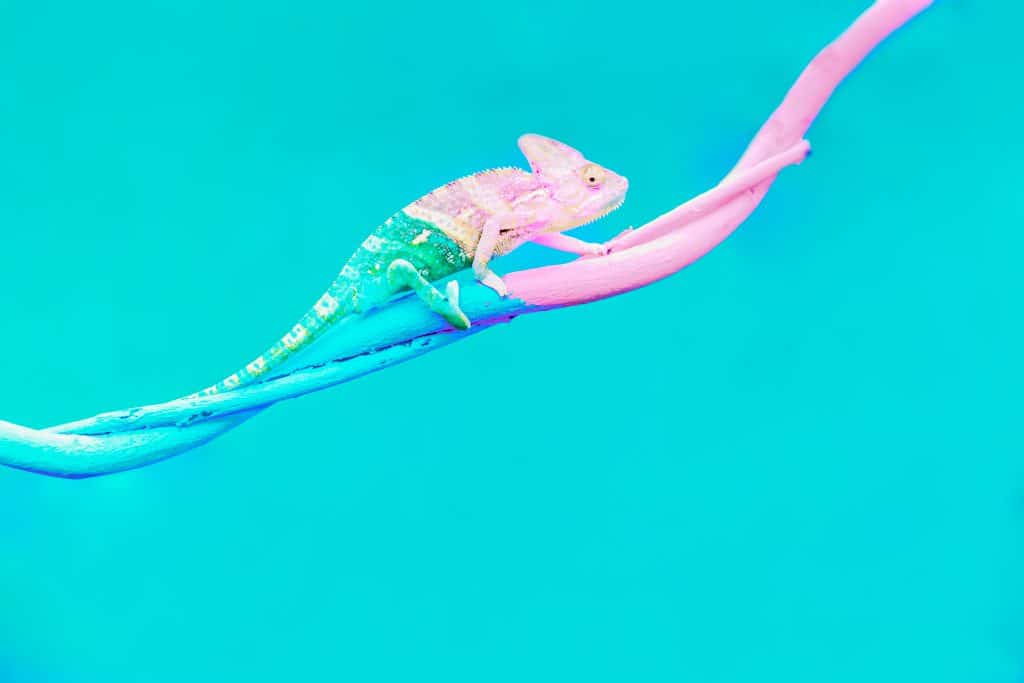 a chameleon on a vine changing colour