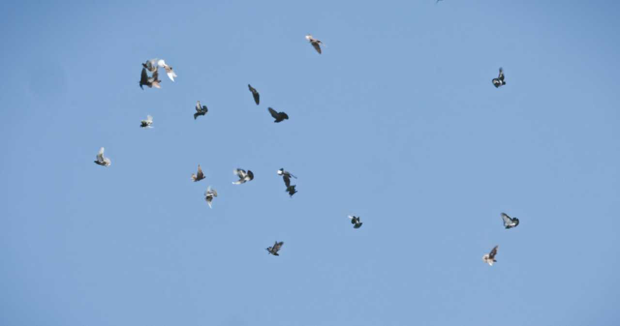 VOM HIMMEL GEFALLEN