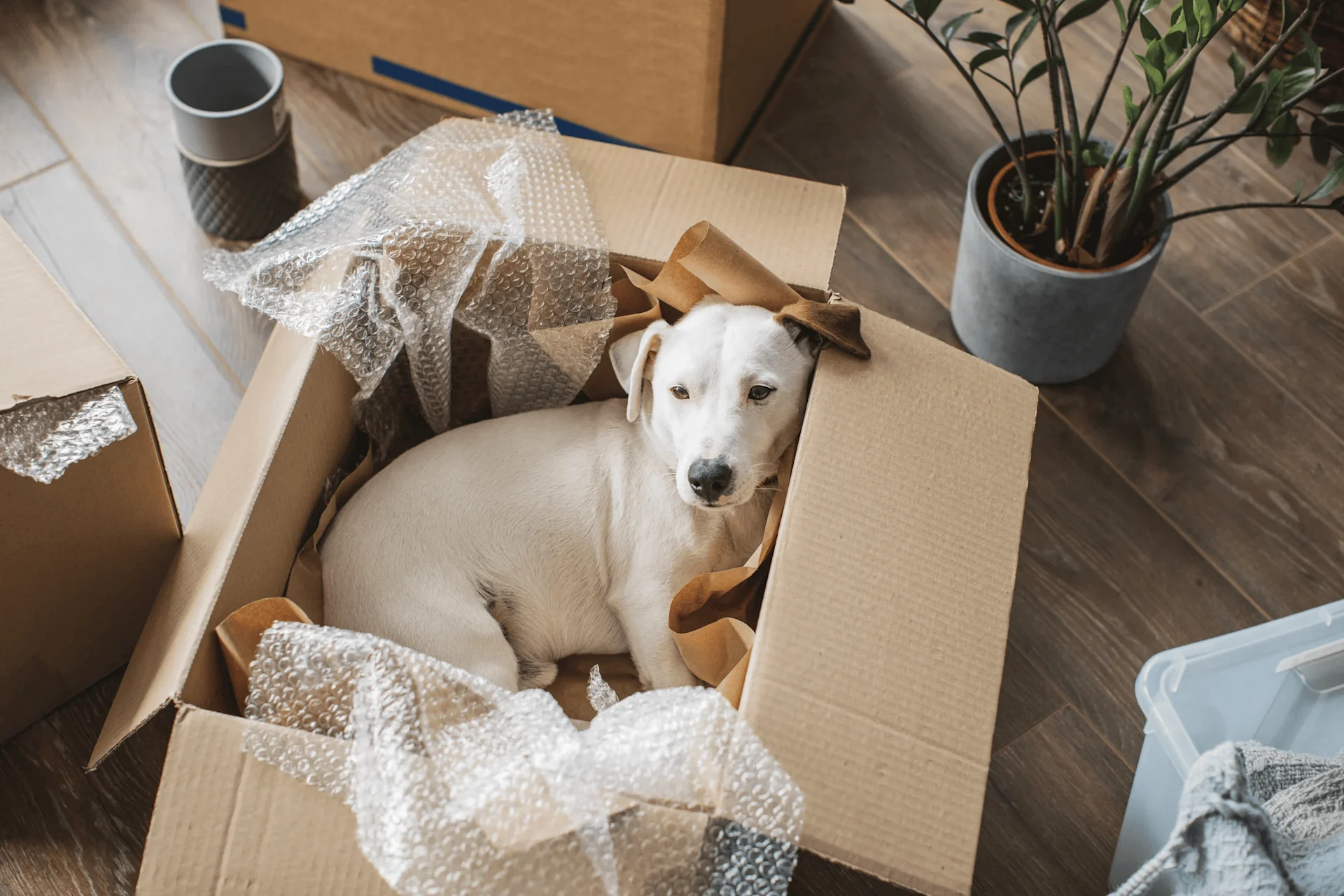 Dog in a box at home