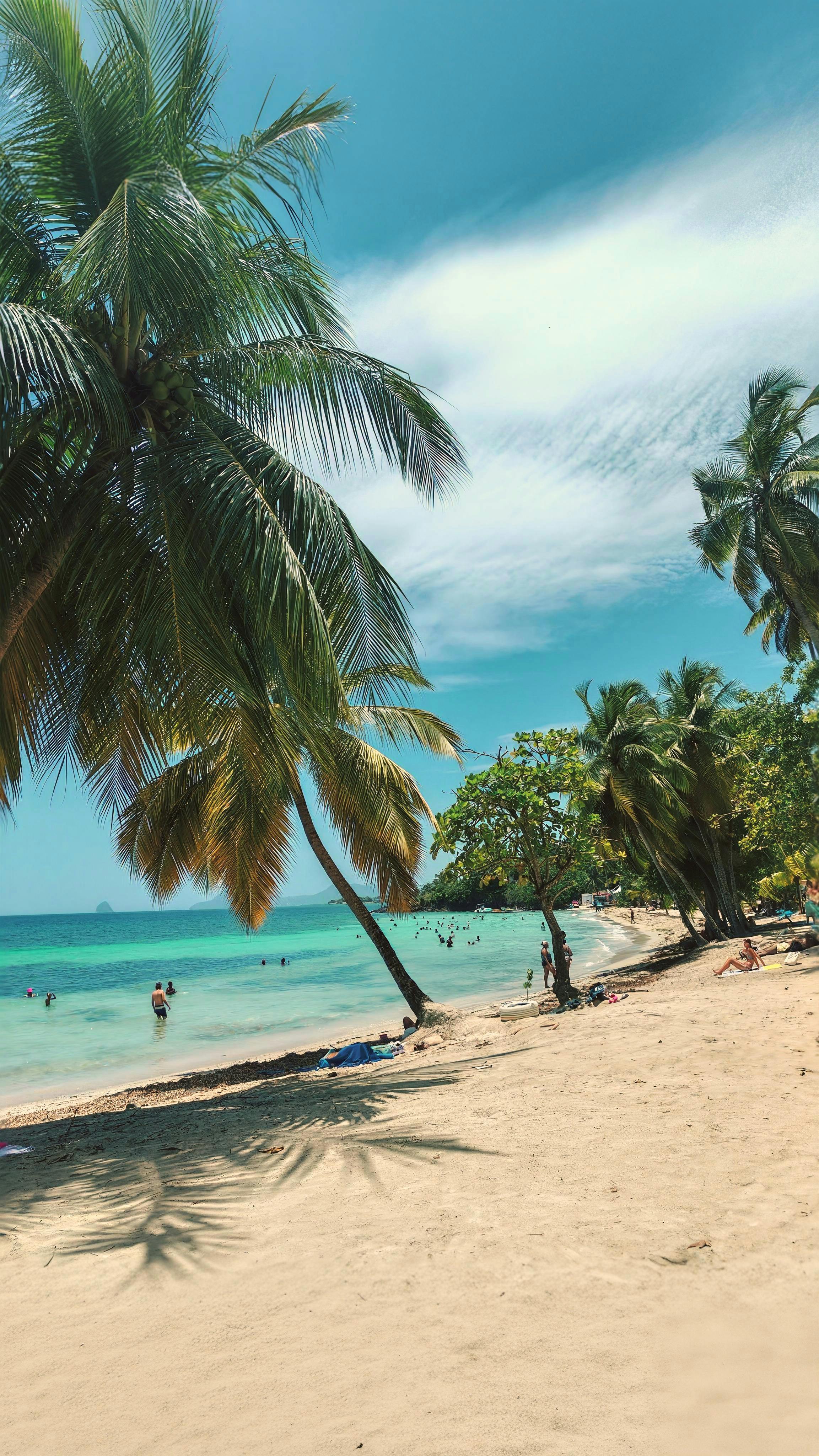 Tropical Beach Scene in Martinique With Palm Trees