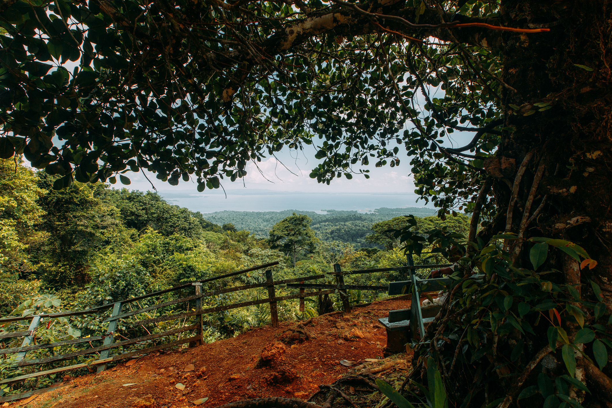 From beneath a tree, looking over a cliff with a forest beneath in Suriname