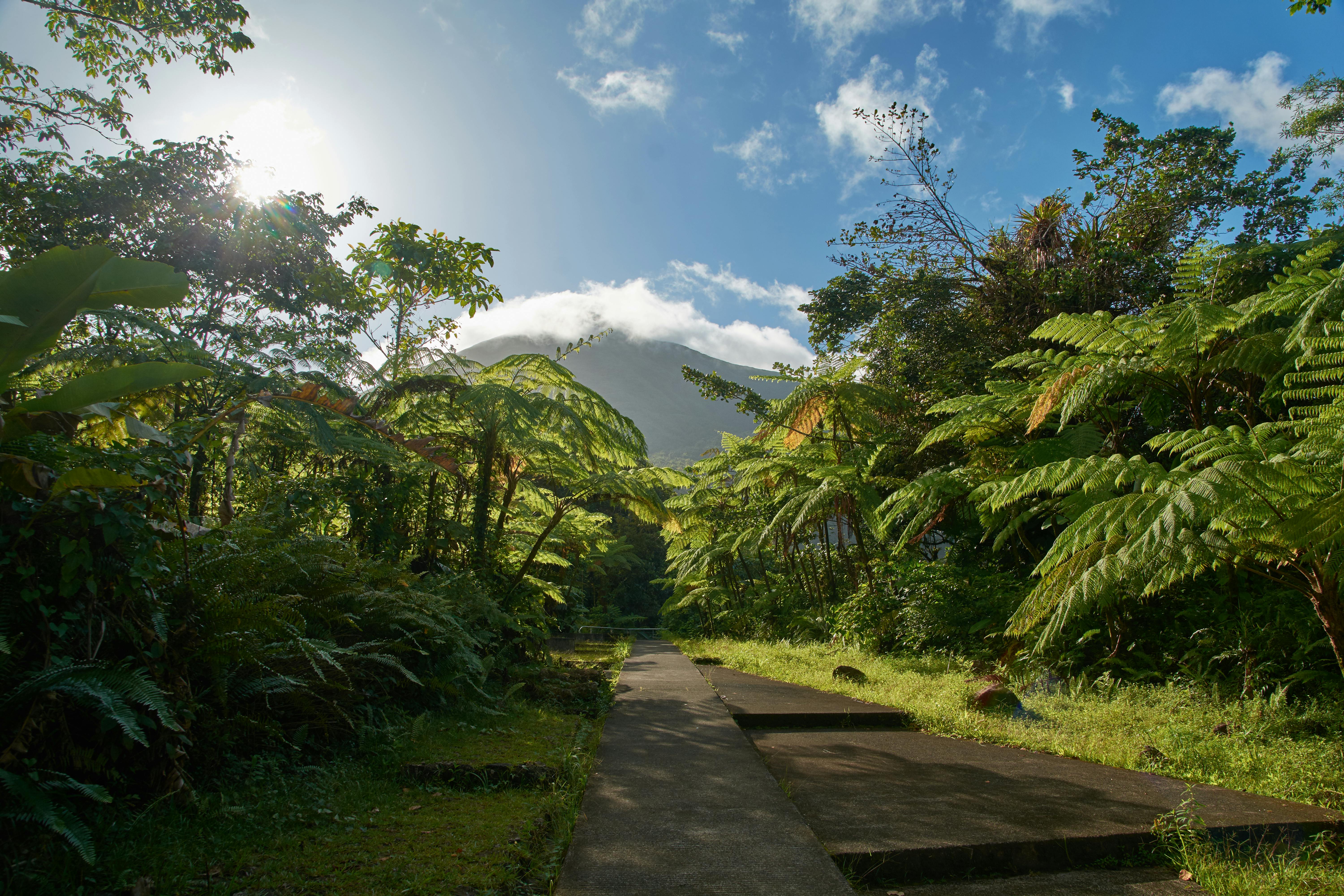 Paved Pathway Between Trees and Plants Under Blue Sky