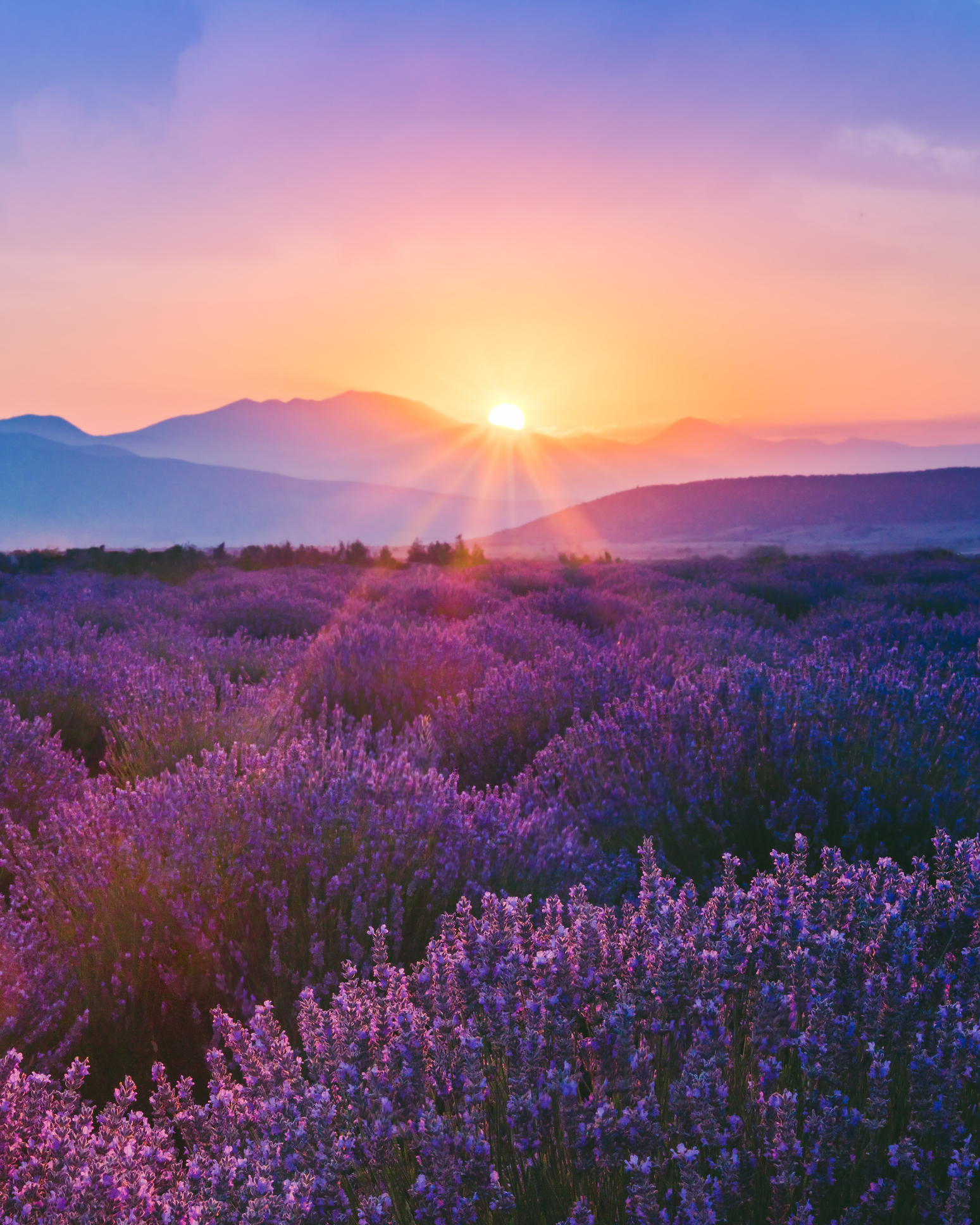 Purple lavender field at sunset in Turkey.