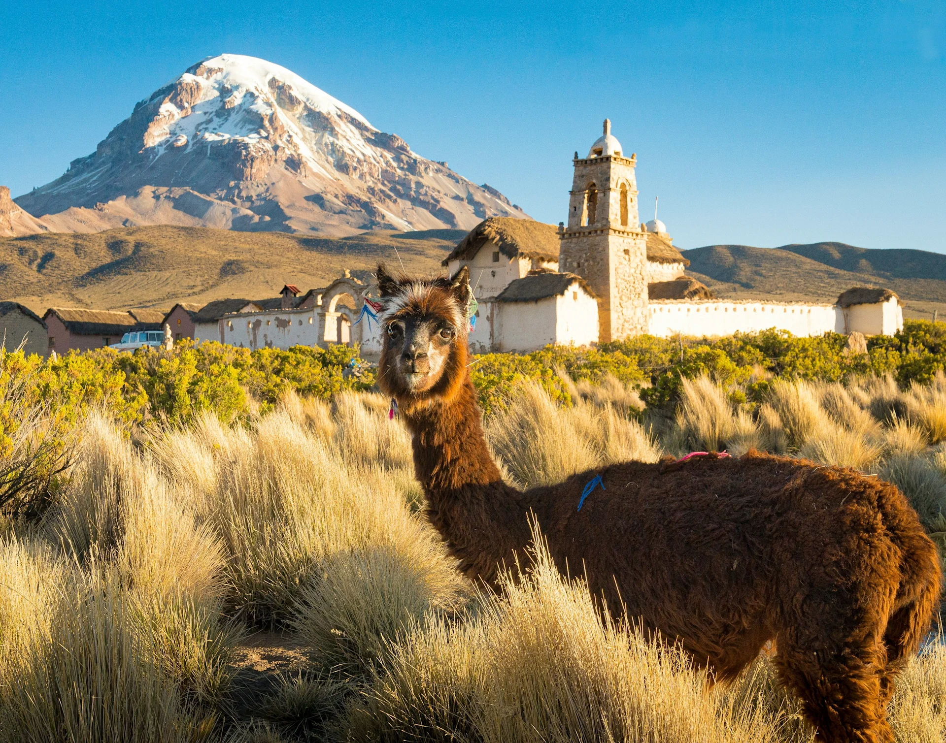 Alpaca in front of Nevado Sajama, Bolivia
