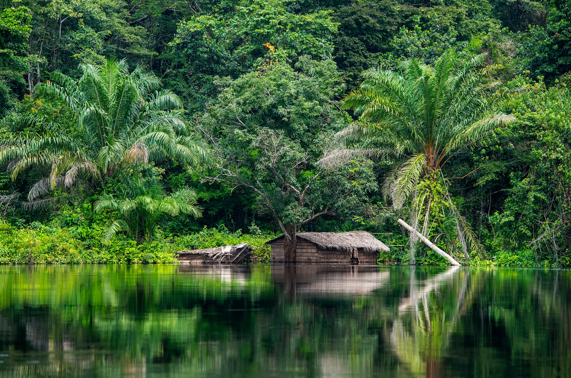 Dense green forest, and a cabin on a lake in Democratic Republic of Congo