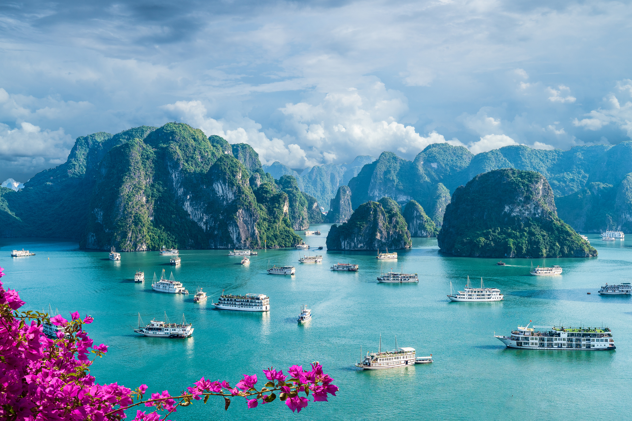 Landscape image of Halong Bay, Vietnam. Vibrant blue water scattered with yachts and boats, grassy mountains in the distance, and a bright pink flower in the front of the frame.
