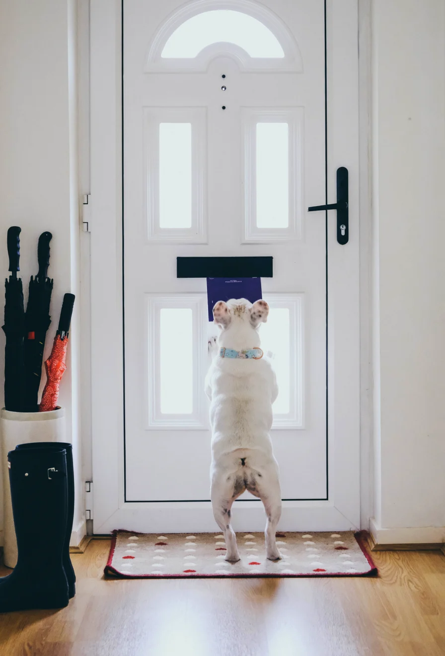 French bulldog at letter box stealing post