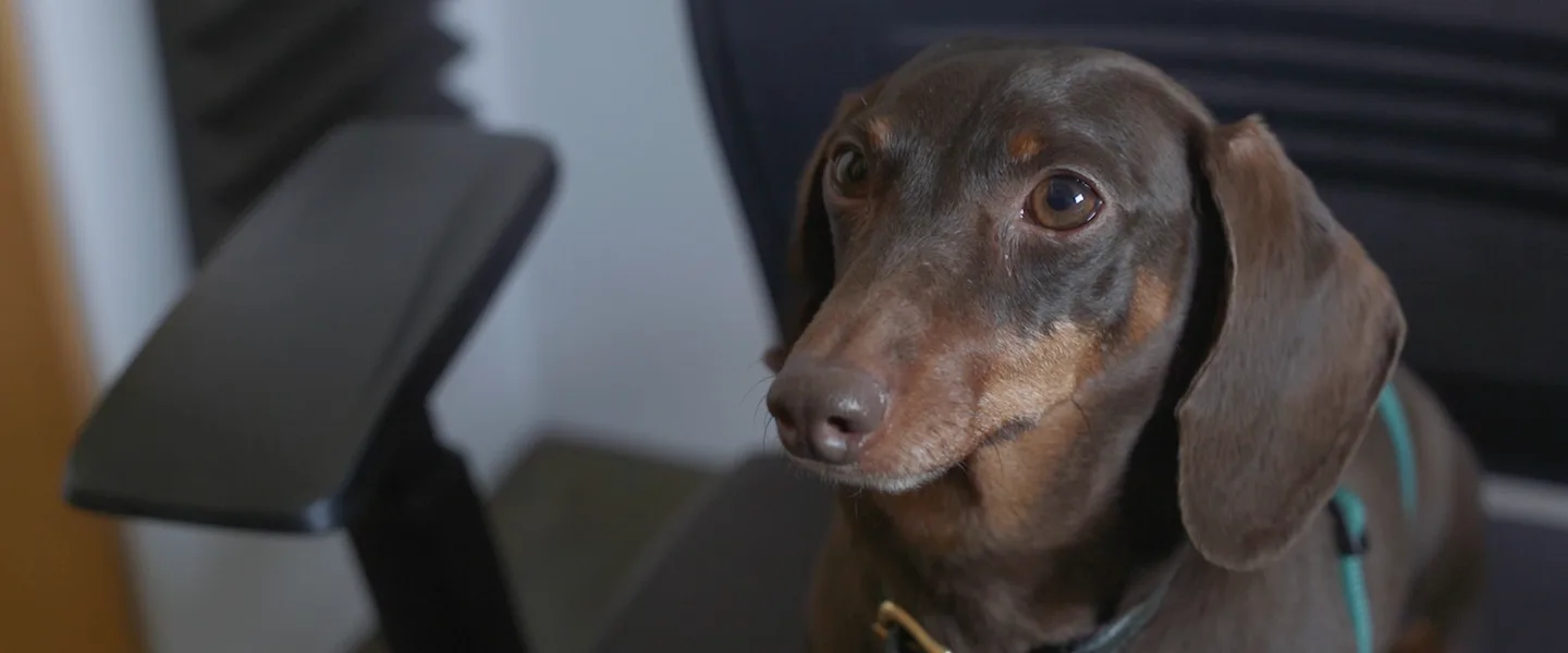 https://www.docsend.com/wp-content/uploads/2016/04/49-Dachshund-Curryer.png