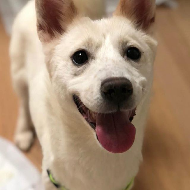 Corgi jindo sale mix