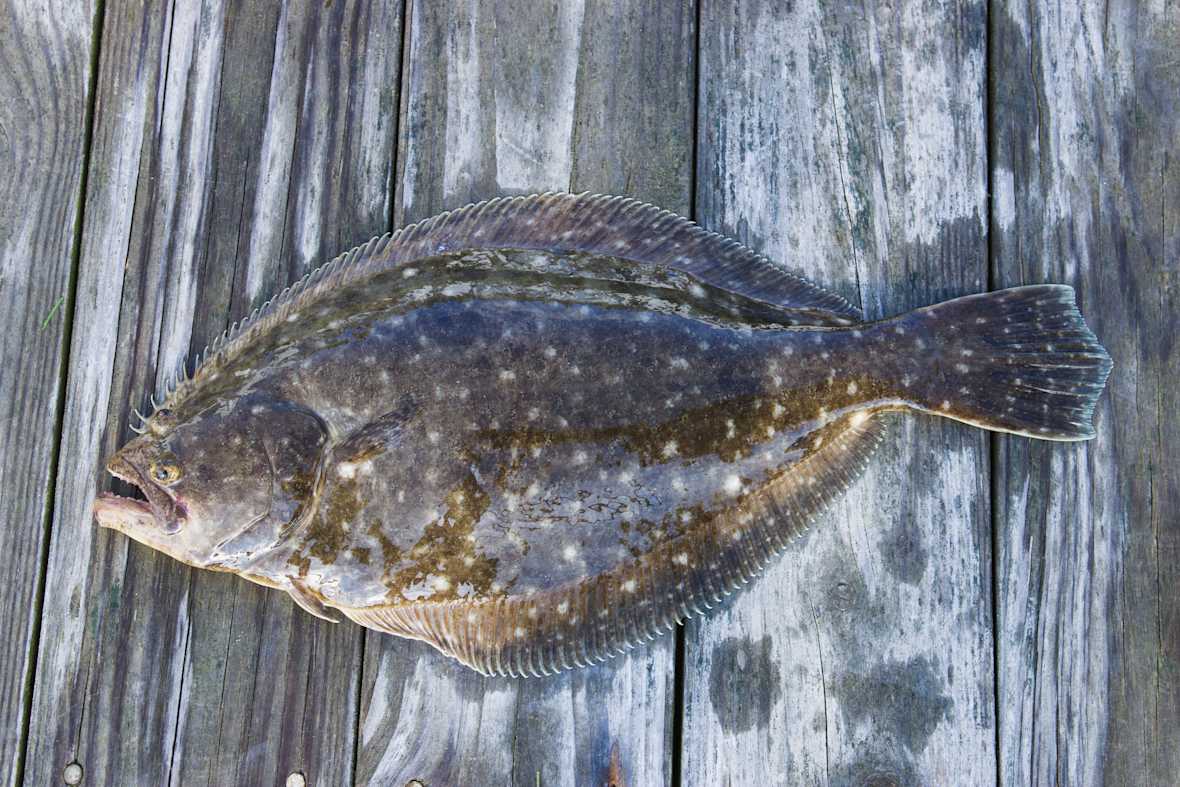 flounder fishing