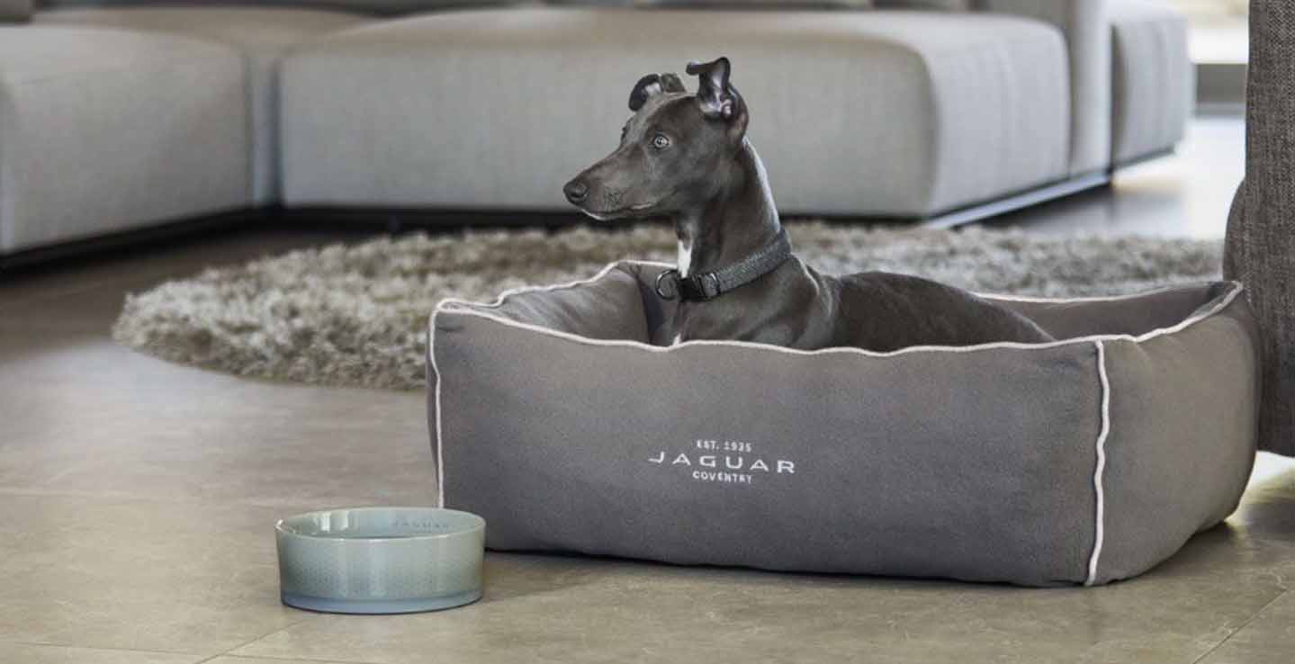 Jaguar clearance dog accessories