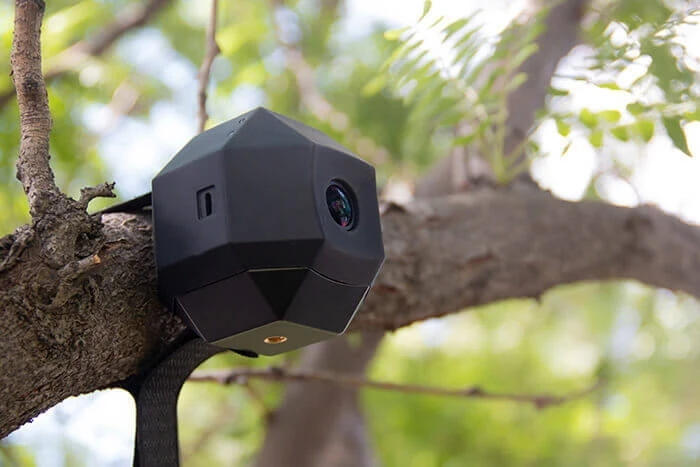 A camera mounted to a tree branch