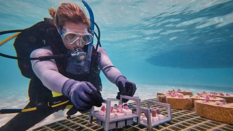 Coral Maker