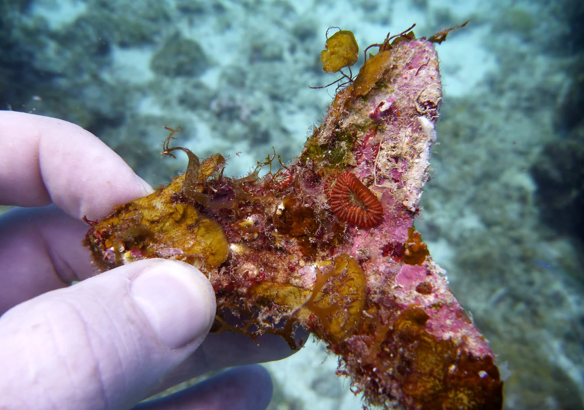 サンゴ礁 保全 着床具