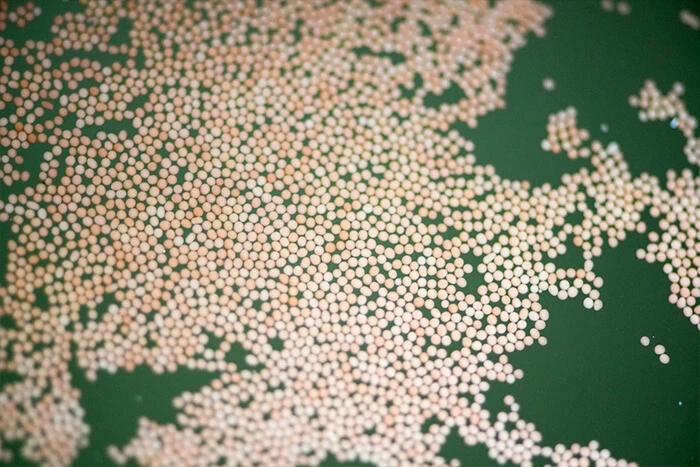 サンゴの卵の近写