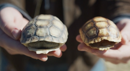 A close-up of a person holding a techno-tort shell in each hand
