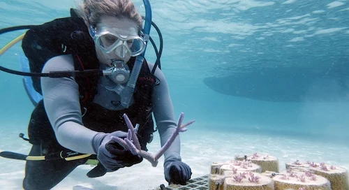 SCUBA diver places 3D-printed coral skeletons on sandy ocean floor.