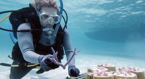 SCUBA diver places 3D printed coral skeletons on sandy ocean floor.