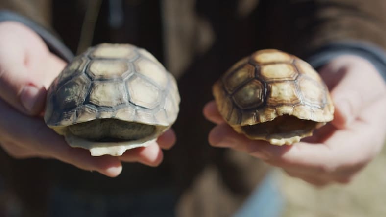 Hands holding two 3D-printed decoy tortoise shells.