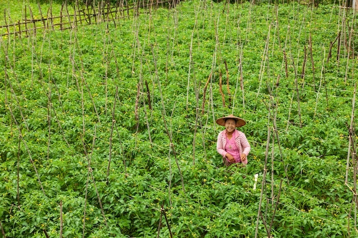 sustainable agriculture practices myanmar proximity designs