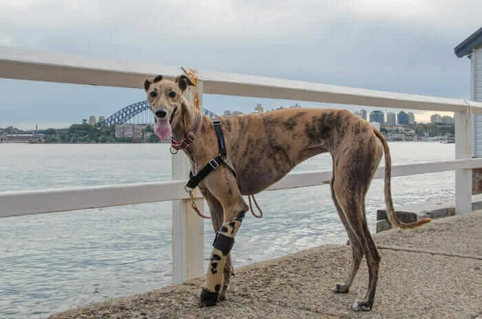 Millie and her prosthesis