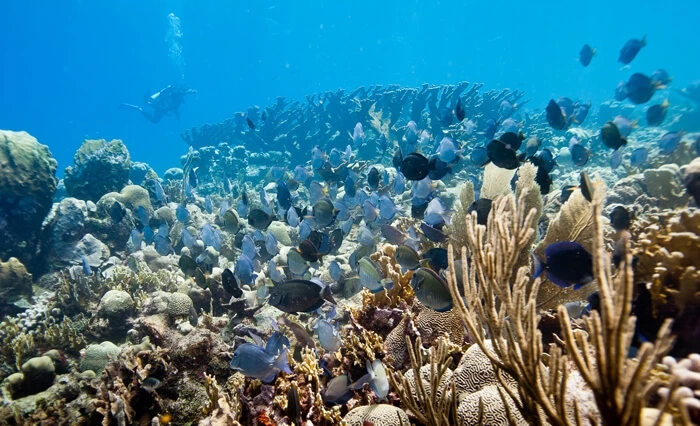 coral reef conservation eastpoint Curaçao