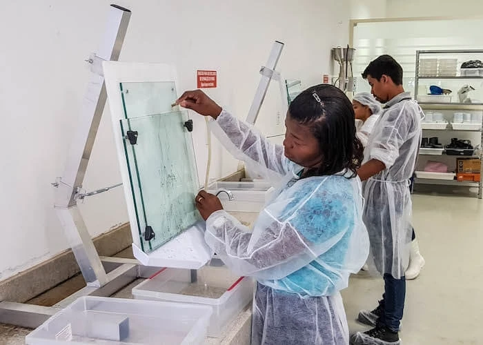 Mass-rearing mosquitoes at Moscamed Brasil