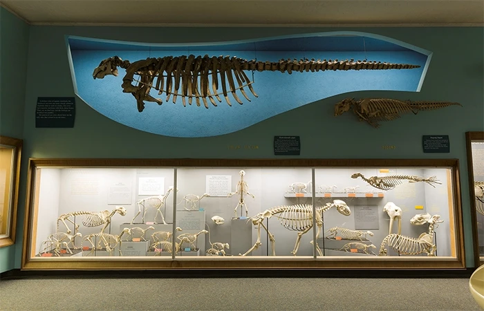 An image of the Smithsonian’s Skin and Bones app brings 13 skeletons in the museum’s Bone Hall to life using augmented reality