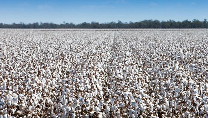 PJP EYE バッテリー コットン