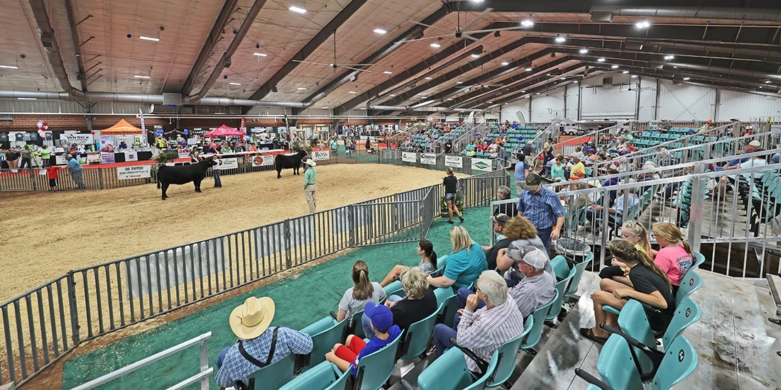 spectators watching cattle at an indoor arena